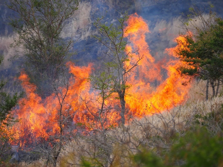 Blazing forest fire