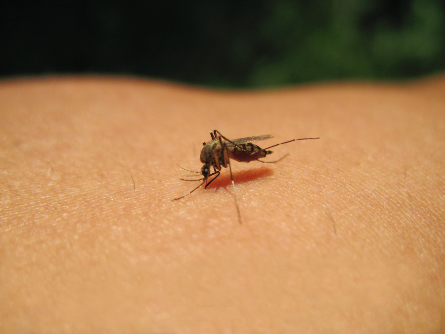 Mosquito sucking blood, little