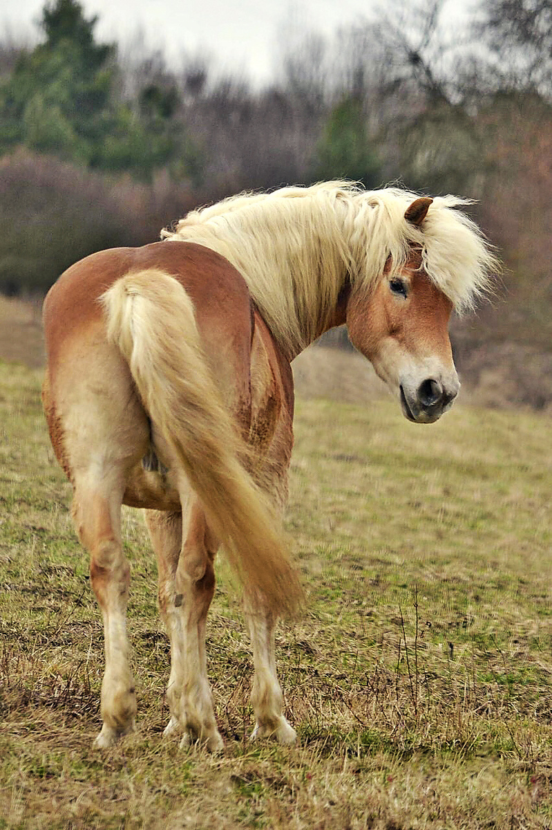Haflinger- valach Marshall majiteľom chýba.