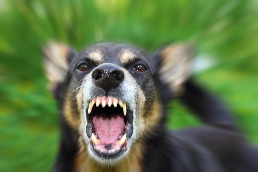 Barking enraged shepherd dog