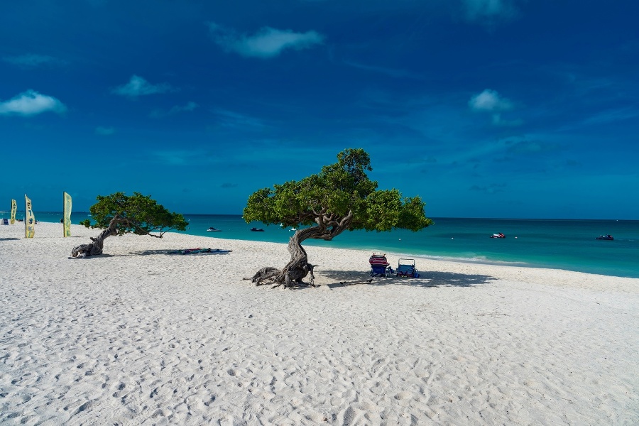 panorama of the tropical