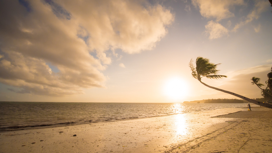 Lonely palm hanging on