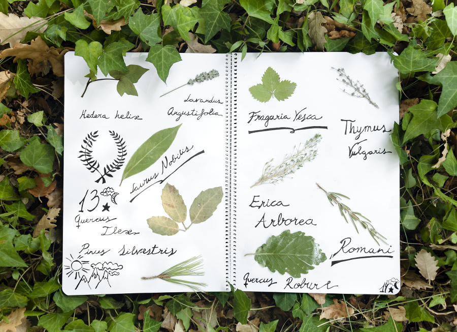 Herbarium on a naturural