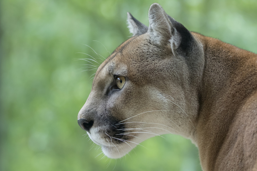 Cougar / Mountain Lion