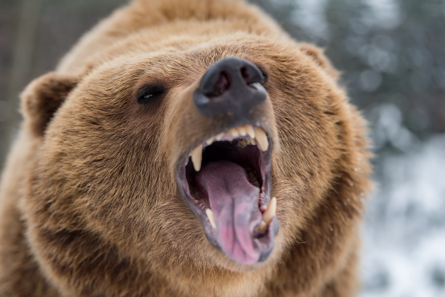 Closeup brown bear roaring