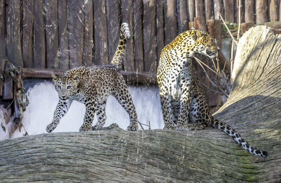 Mláďa leoparda cejlónskeho (vľavo)