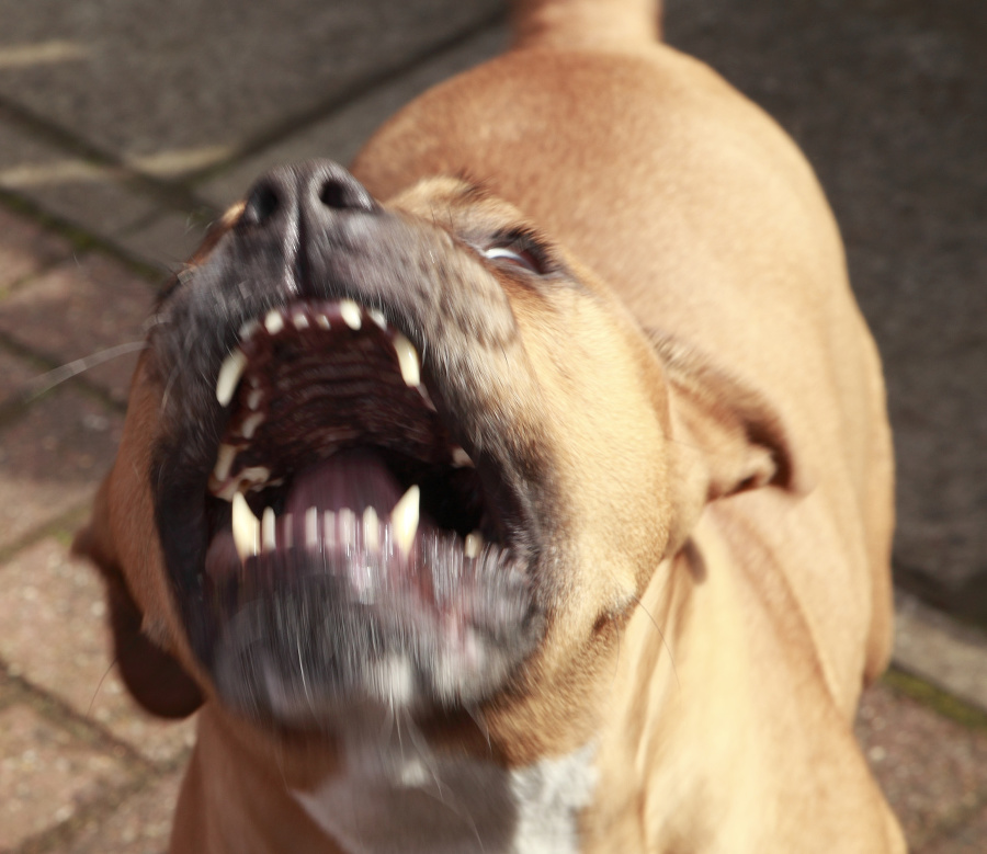 Pitt Bull in a rage .