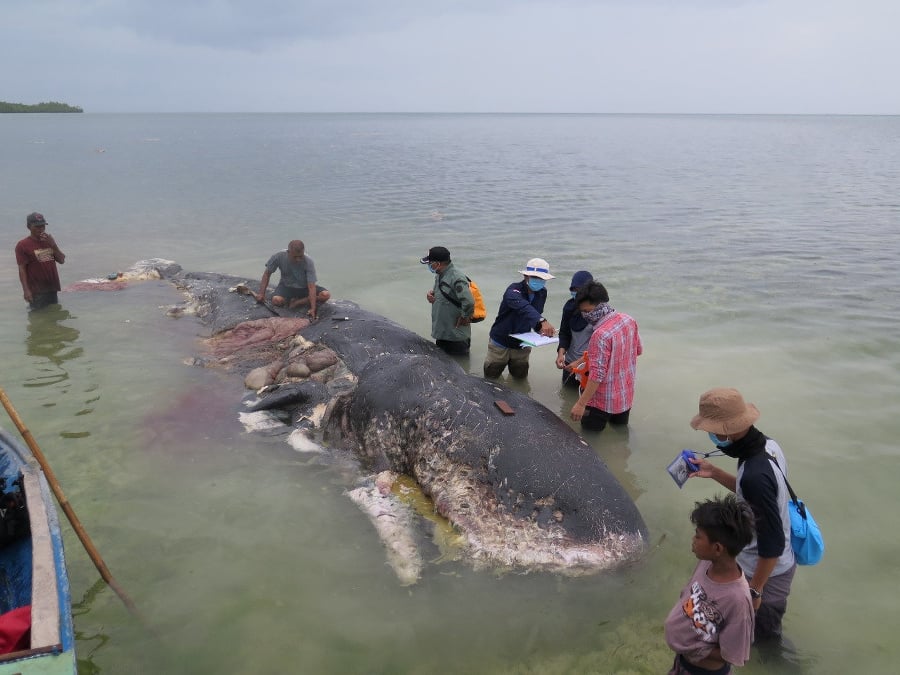 Príčina úmrtia veľryby zatiaľ