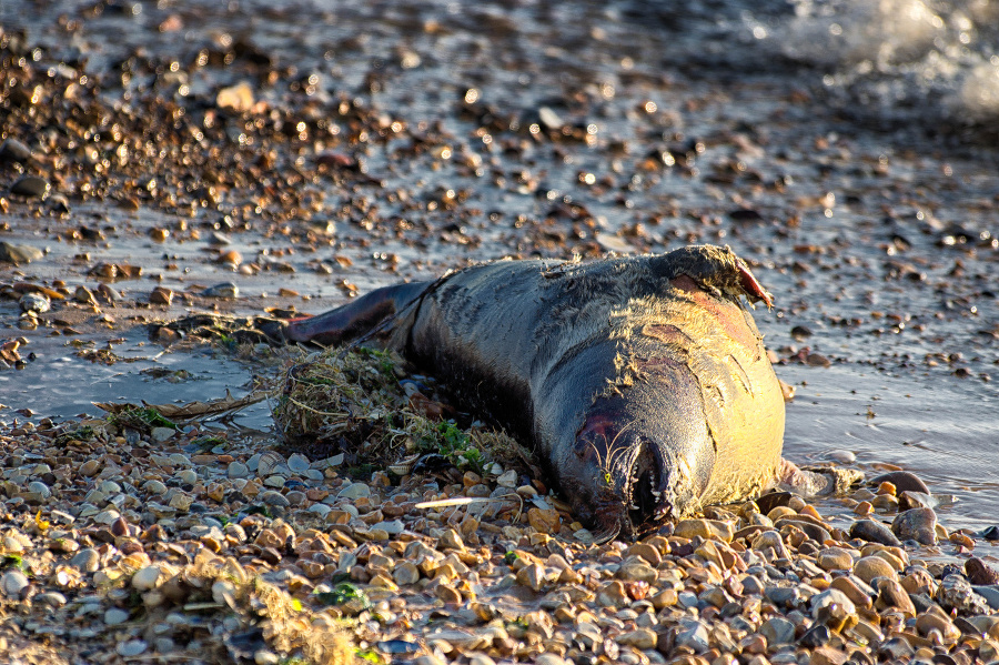 A dead seal pup