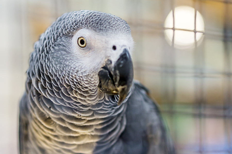 Gray parrot in the