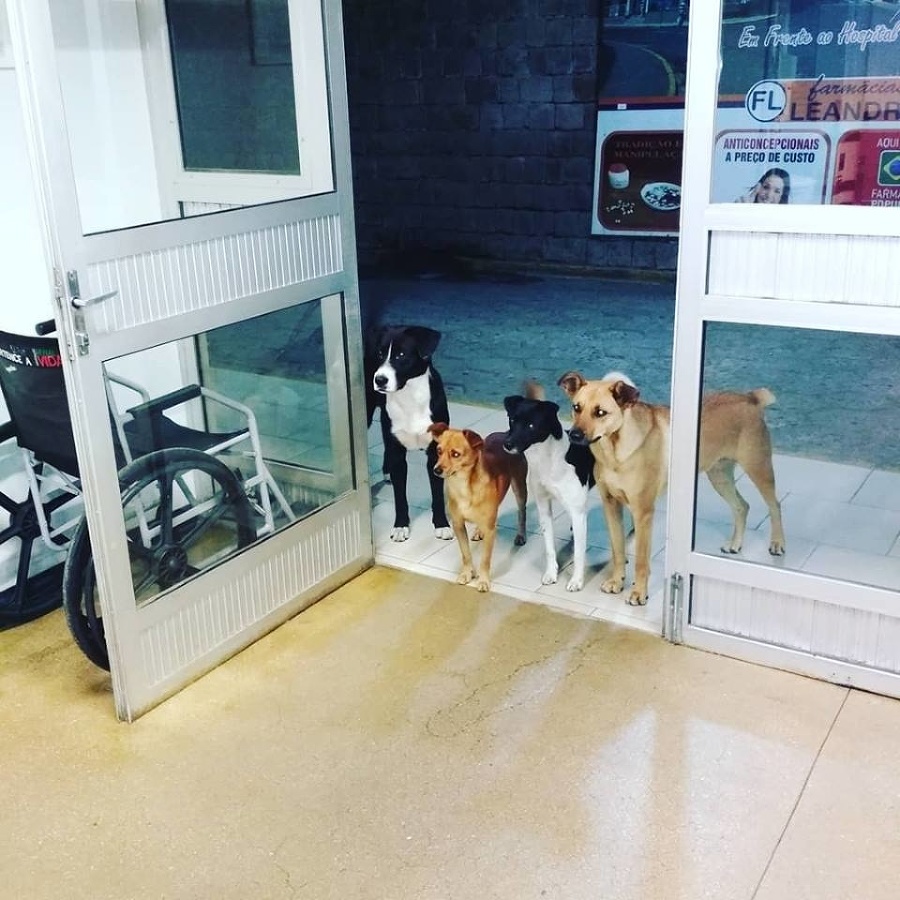 Psi verne čakali na