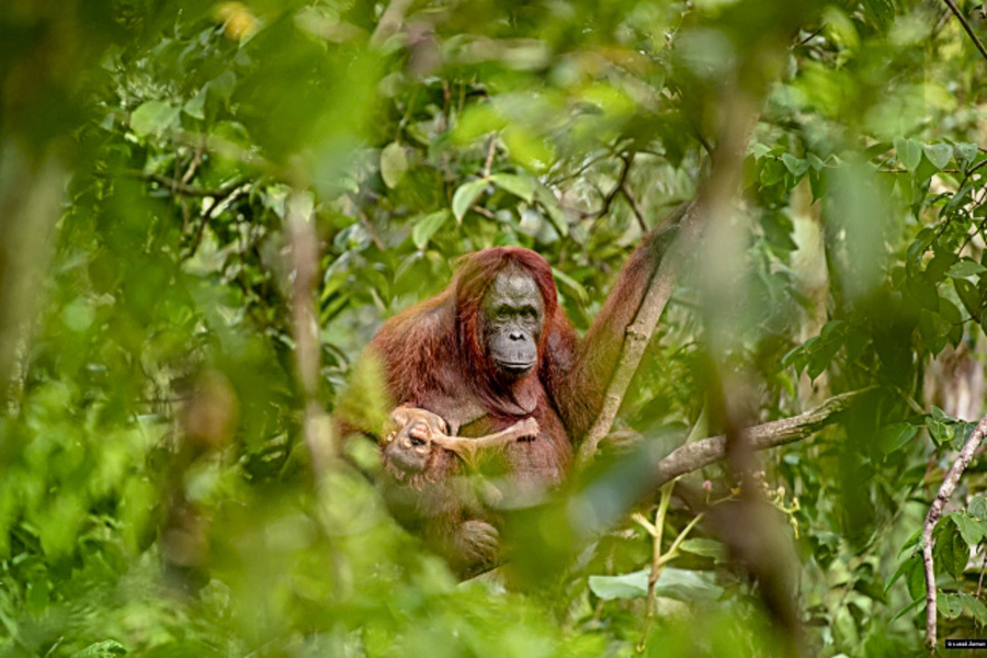 Emotívna fotka mŕtveho orangutieho