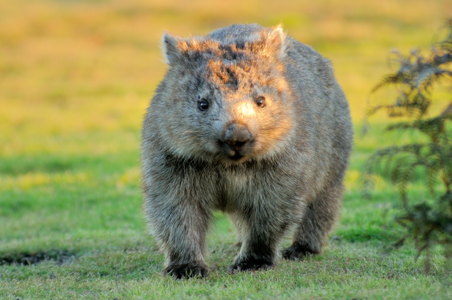 a Wombat forages for