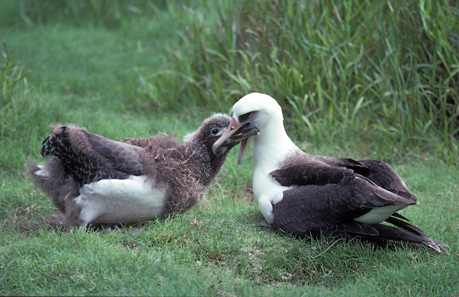 Na albatrosy útočia obrovské