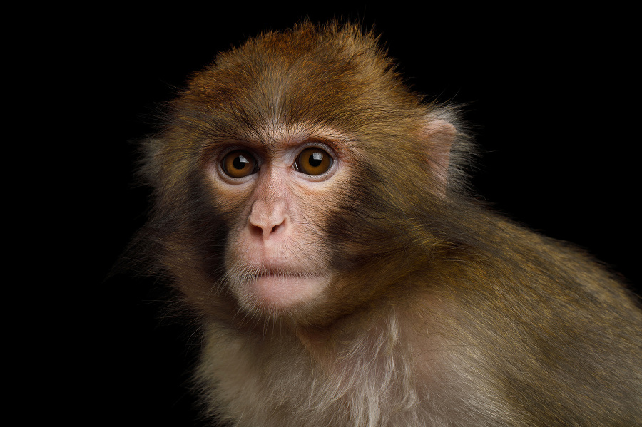 Portriat of Japanese macaque