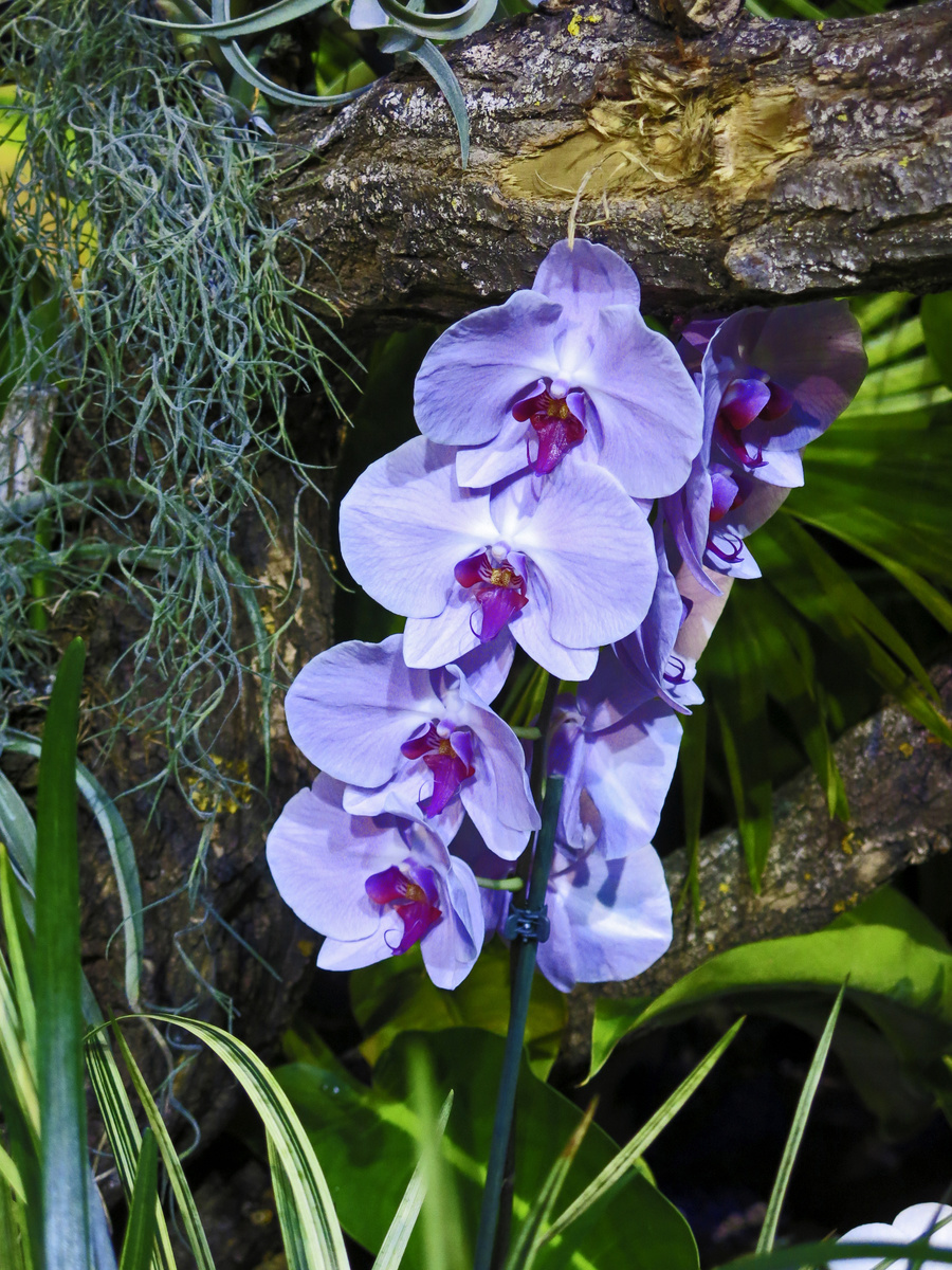Orchidey žiaria úžasnou neónovou
