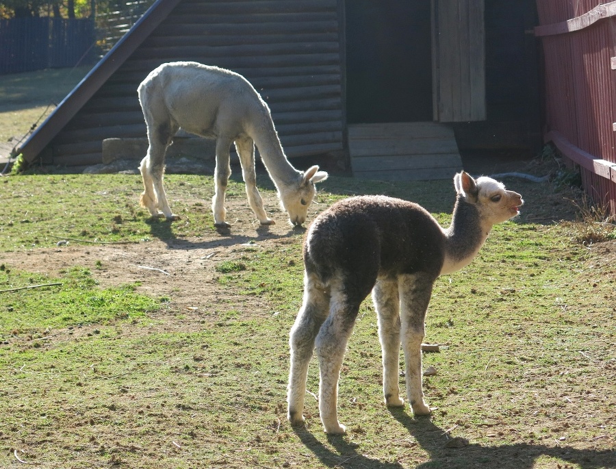 Lama alpaka