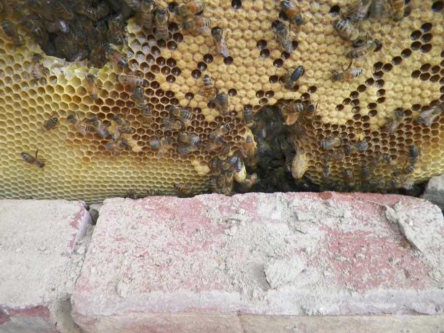 Včely museli za stenou