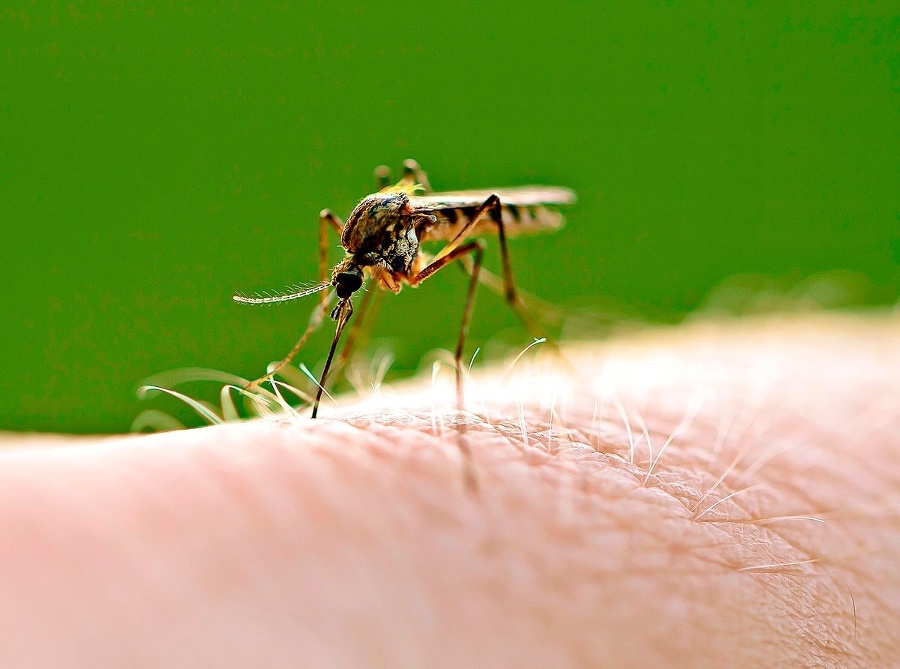 Vírus prenáša druh komára