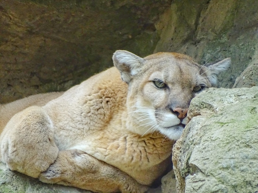 Puma laying on rocks
