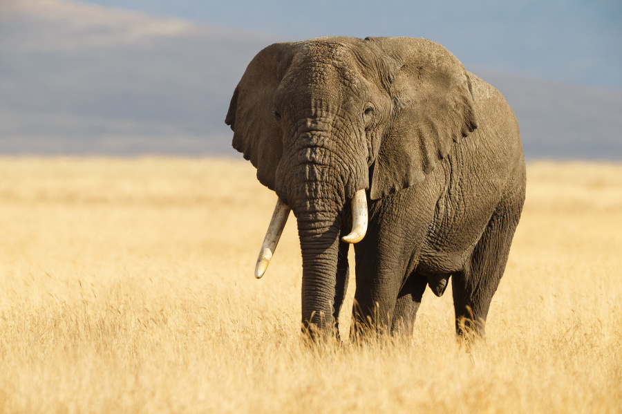 African Elephant 