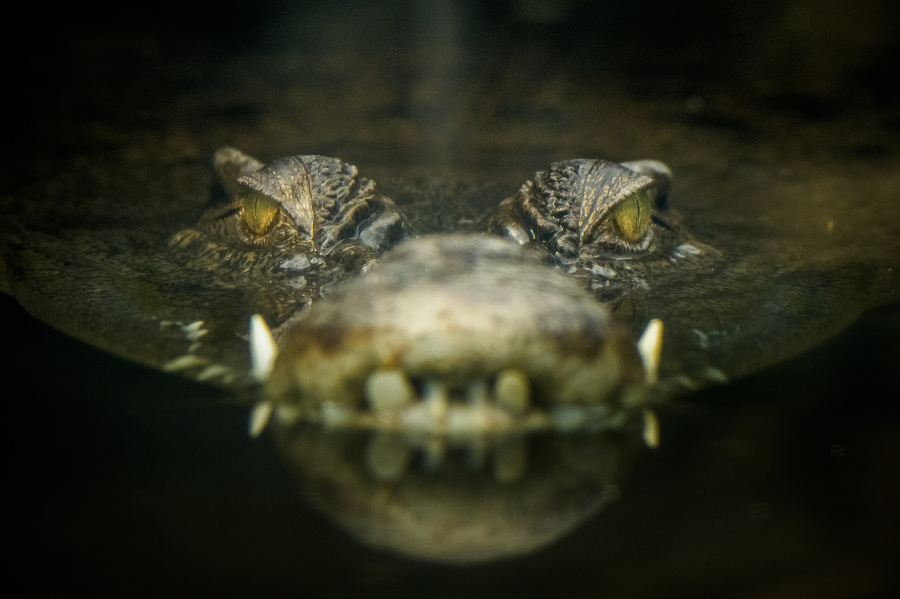 The saltwater crocodile (Crocodylus