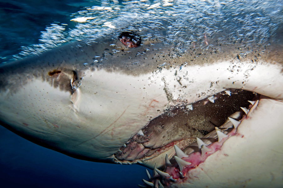 Veľký biely žralok: Čo