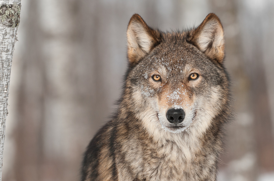 Grey Wolf (Canis lupus)