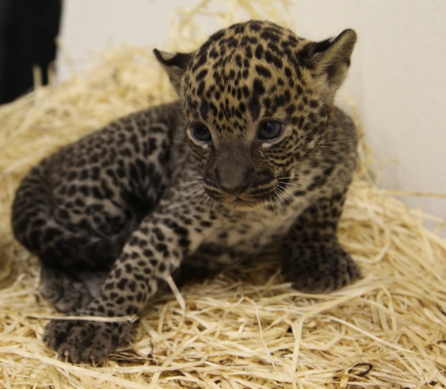 Mláďatko leoparda prišlo na