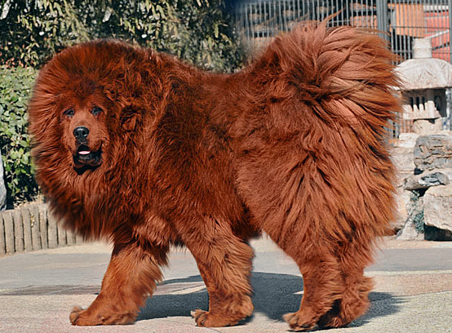 Tibetskiy mastiff store