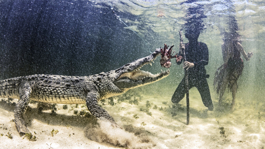 Krokodíly lákali rybami.