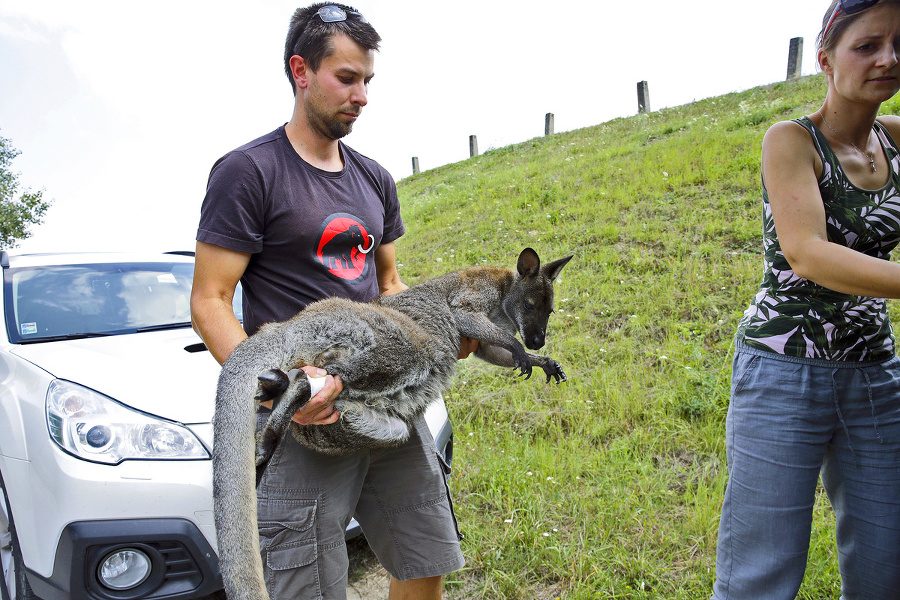 Veterinár Krišlo uspal Johnyho