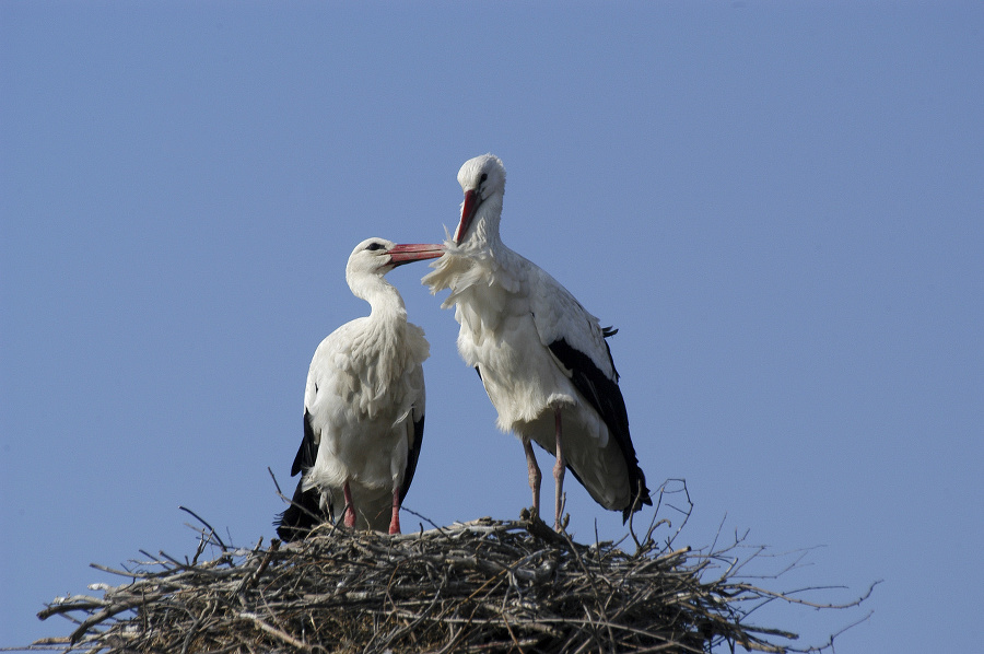 White stork at nest