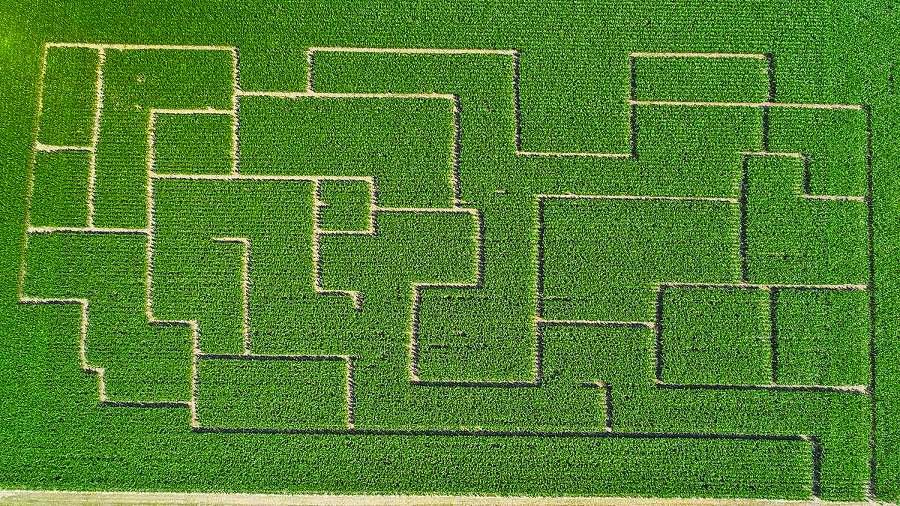 Labyrint v kukurici.