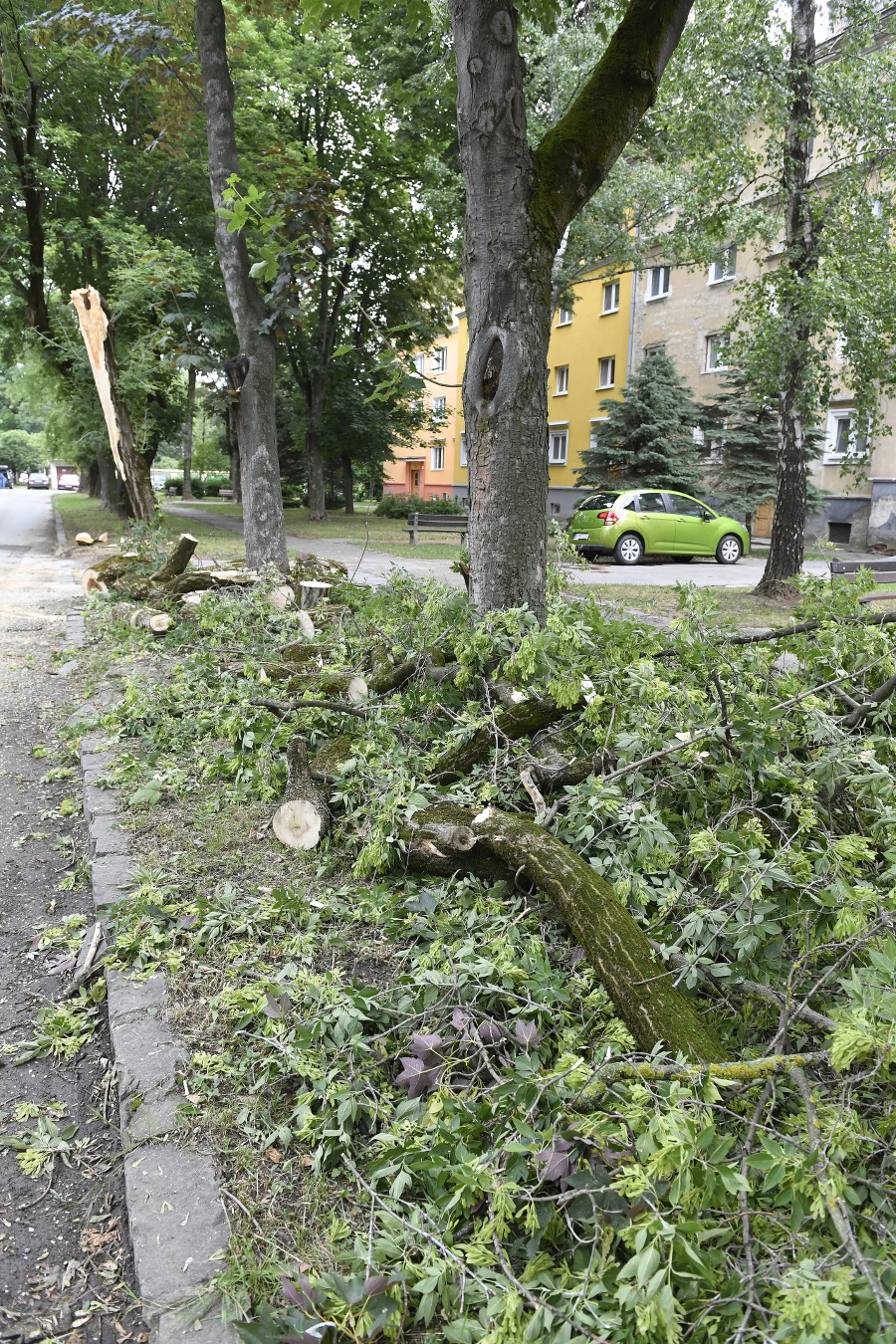 Zničené stromy po búrke