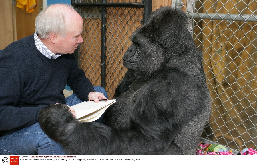 Gorila Koko a umelec