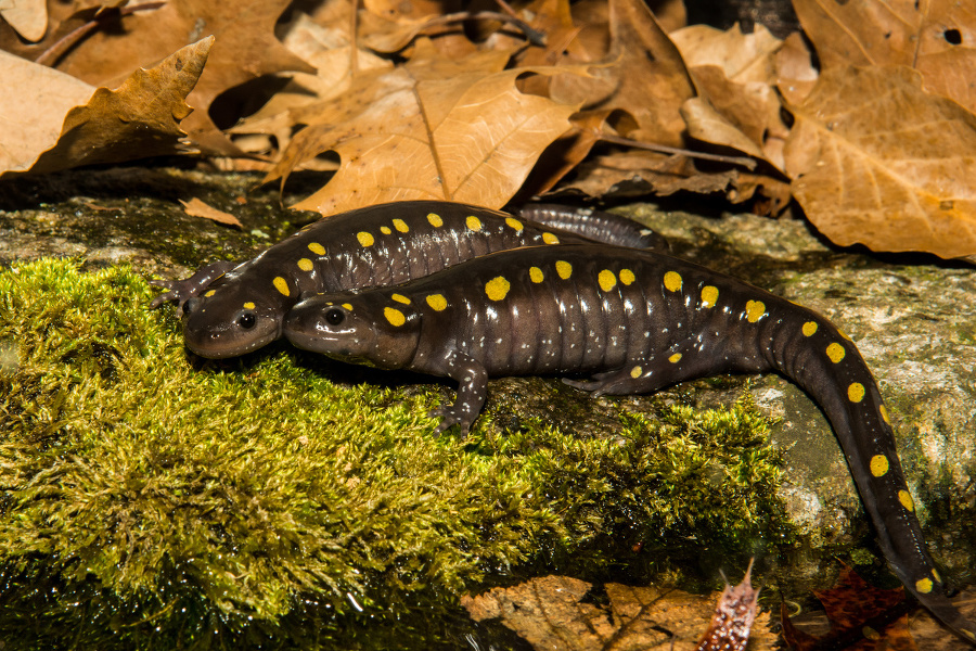 Salamandra škvrnitá.