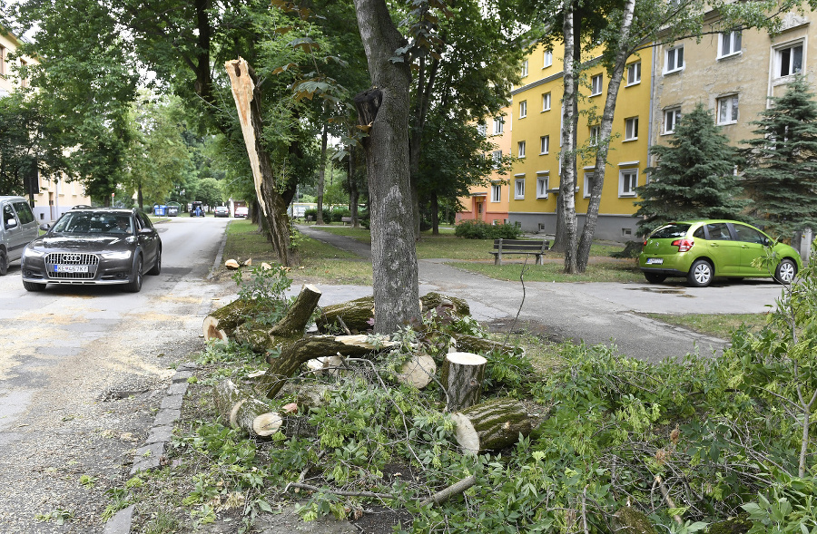 Zničené stromy po búrke