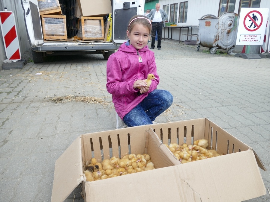 Natálka (9) pomáha pri