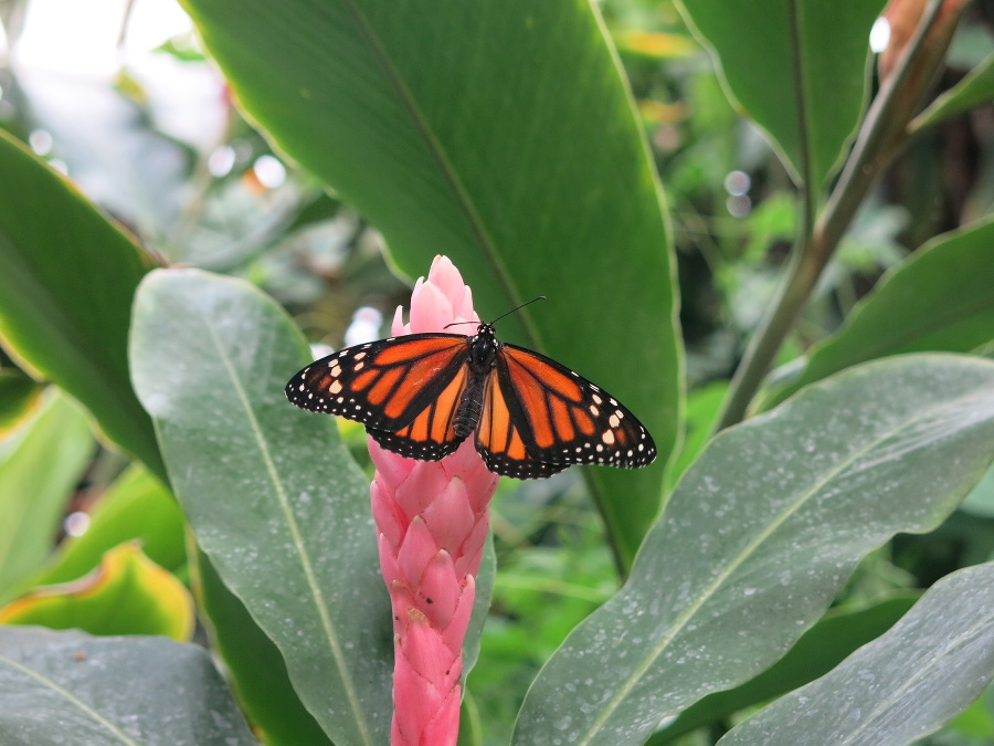 Danaus plexippus dokáže v