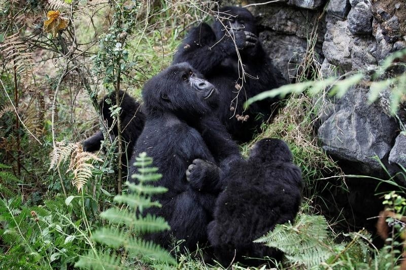 Národný park Virunga je