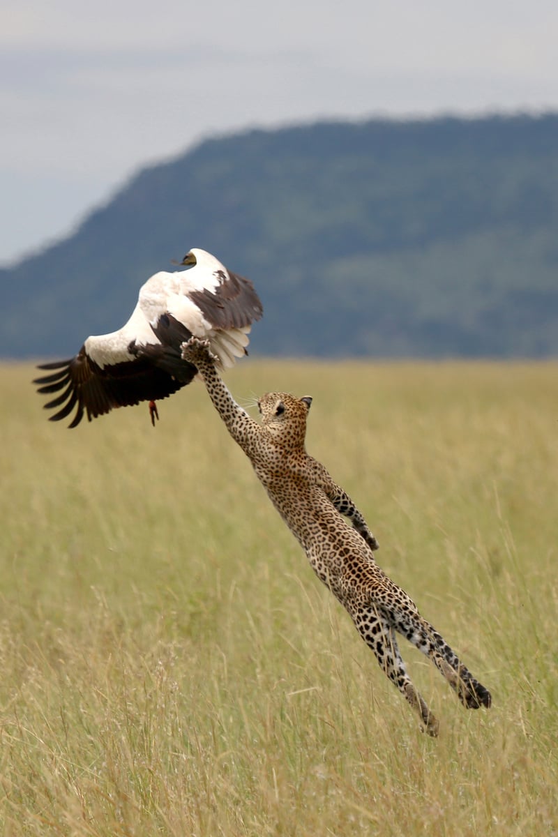 Chýbali milimetre a leopard