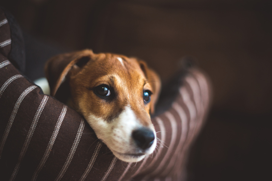 Cute jack russel terrier