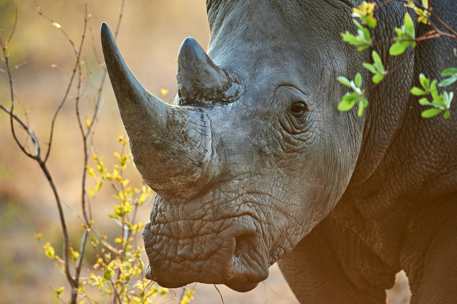 Shot of a rhinoceros