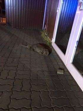 Bobor sa zatúlal do Ružinova.