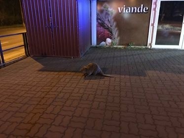 Bobor sa zatúlal do Ružinova.