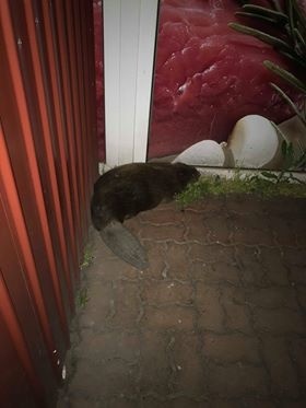 Bobor sa zatúlal do Ružinova.
