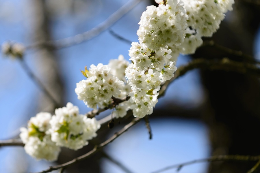 Jar v čerešňovom sade
