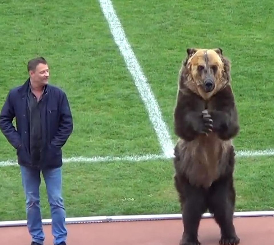 Medveď na zápase v