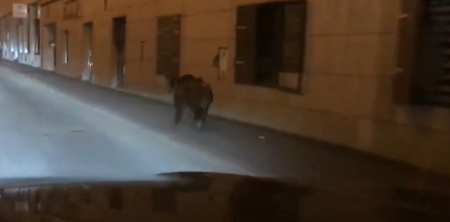 Po ulici pobehovalo zviera.